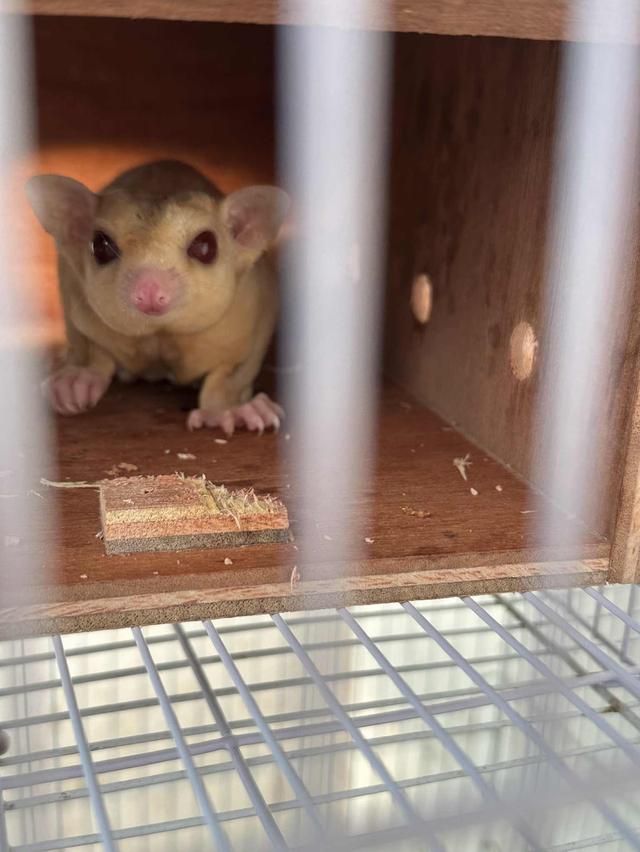 ชูก้าไรเดอรปล่อยยกคู่ 2