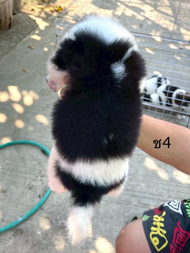 ลูกสนุัข พันธุ์บางแก้ว 13