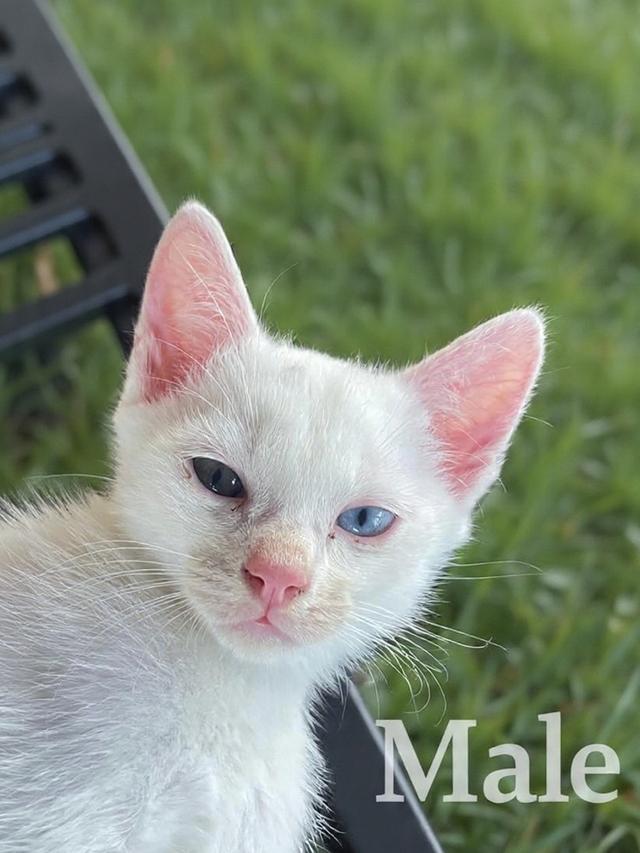 [เด็กๆพร้อมย้ายบ้านทั้ง3]พ่อพันธุ์ แม่พันธุ์ ไม่แบ่งครับ | แมวสายพันธุ์ขาวมณี(The White Pearl),แมวสายพันธุ์สก็อตติชโฟลด์(Scottish fold)