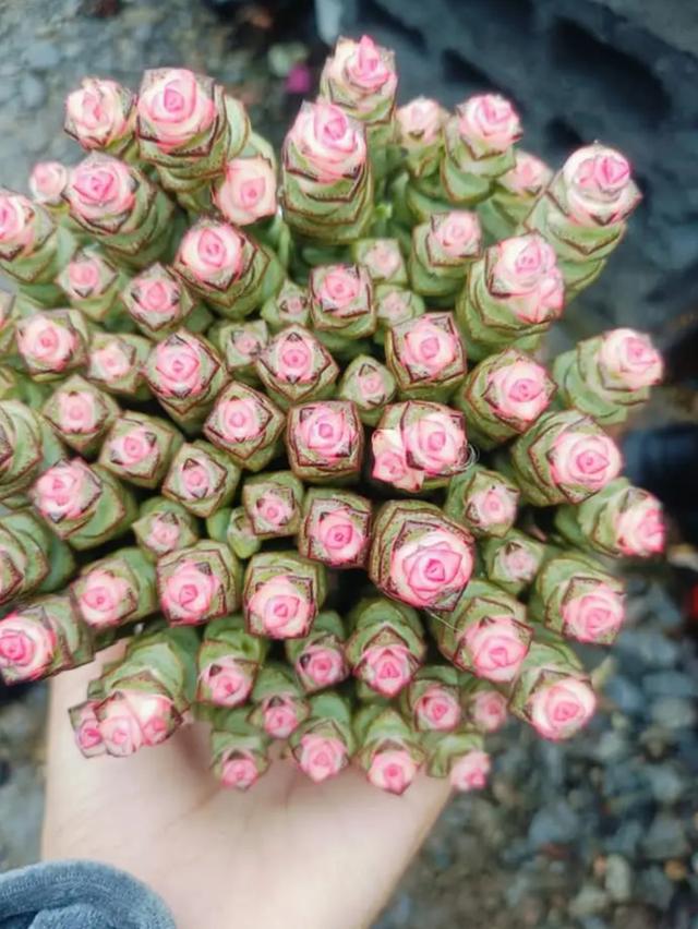 ขายกุหลาบหิน Lithops สวยๆ 1