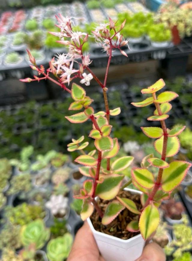 Crassula ไม้อวบน่ารักๆ 3