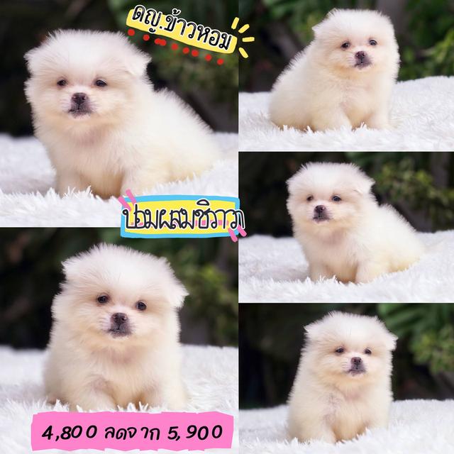 ปอมผสมชิวาวา สีขาวครีม พร้อมย้ายบ้าน