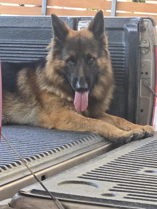 Urgent Sale German Shepherd Puppies and Parents āļĢāļđāļāļāļĩāđ 15