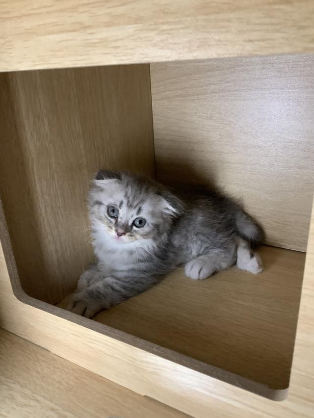 น้องแมวสกอตติชแท้ เจ้าของเลี้ยงเอง หาบ้านให้น้อง ขอค่าเทอมนิดเดียว