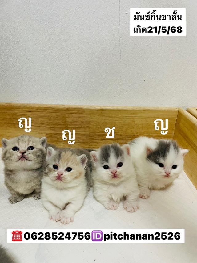 มันช์กิ้นขาสั้น เปิดจอง