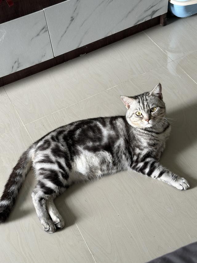 น้องดีเซล(ตัวผู้)