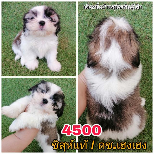 ชิสุห์เเท้ ฟอร์มดี เกรดสวย