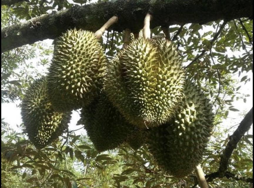 สวนทุเรียนระยอง