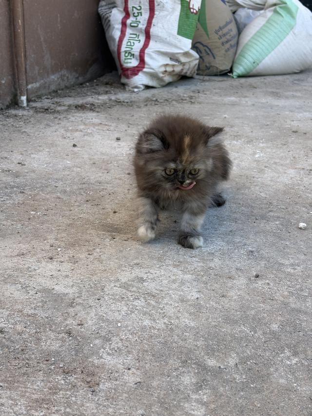 น้องแมวเปอร์เซียผสมสก๊อตติช 2000❗️ 5