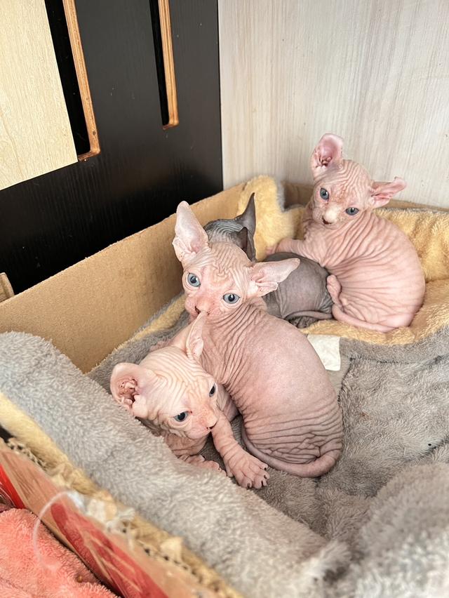 ลูกเเมวพันธ์สฟิงซ์ผู้หญิง รูปที่ 3