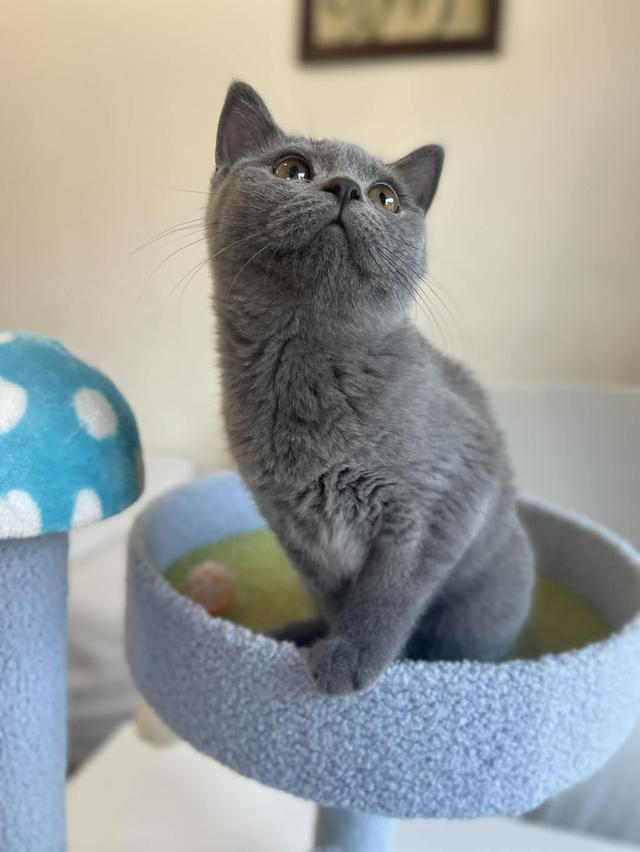 British Shorthair พร้อมใบ WCF ดช รูปย่อยที่ 4