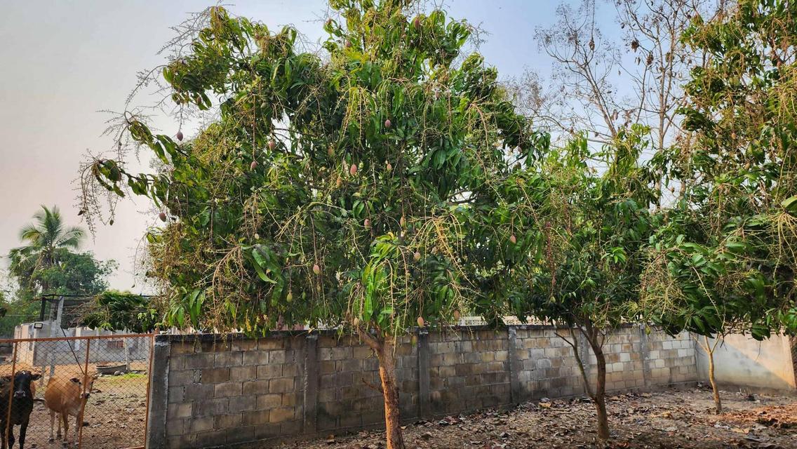 ขายที่ดินถมแล้ว 4-0-40 ไร่ น้ำไม่ท่วม เหมาะแก่การทำสวนและปลูกบ้าน ต.หนองปลาสะวาย อ.บ้านโฮ่ง จ.ลำพูน 4