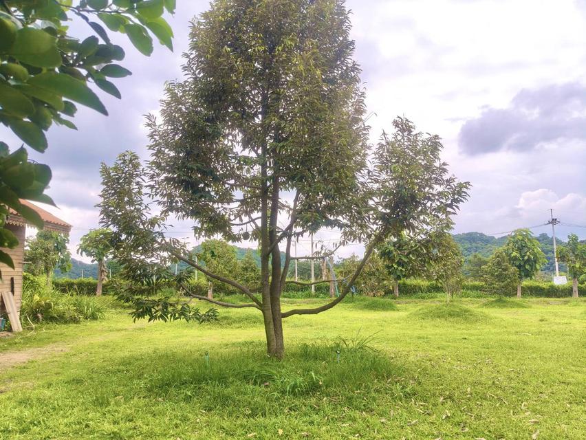 ขายที่สวนทุเรียน เขาใหญ่ ปากช่อง บ้านสวนผลไม้ คลองม่วง นครราชสีมา ที่ดิน 11 ไร่ บ้านไม้เรือนไทย ใกล้ภูเขา วิวเขาล้อมรอบสวยมาก ที่สูงอากาศดี 0879074045 4