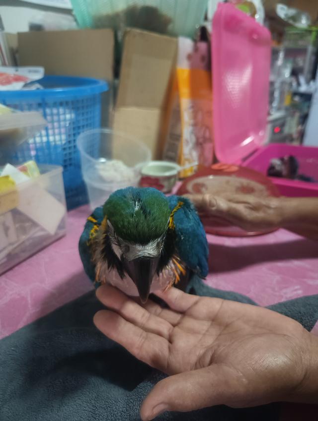 บลูโกล Blue and Gold Macaw
