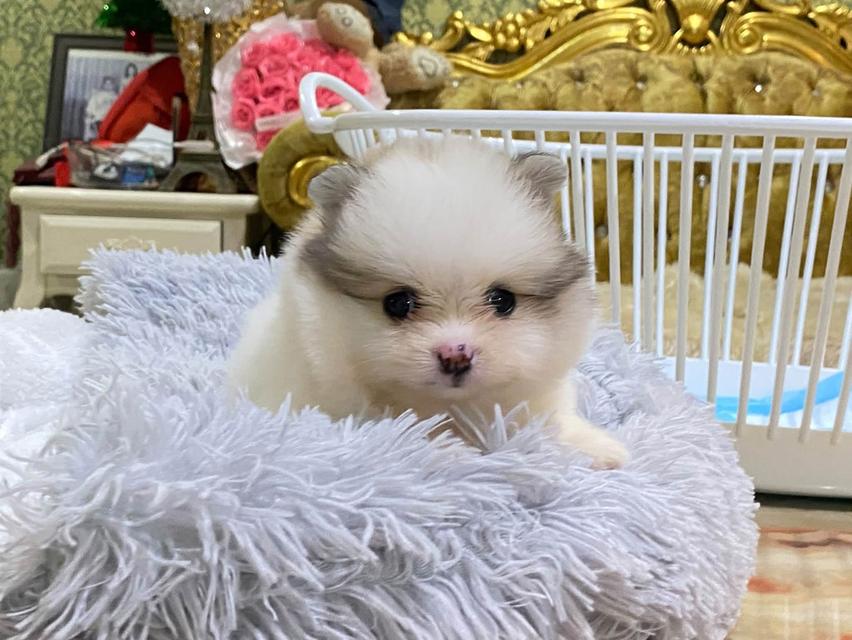 น้องลูกปอมแท้ ทีคัพ มินิ ไซสเล็ก มาดูตัวจริงได้นะคะ รูปที่ 8
