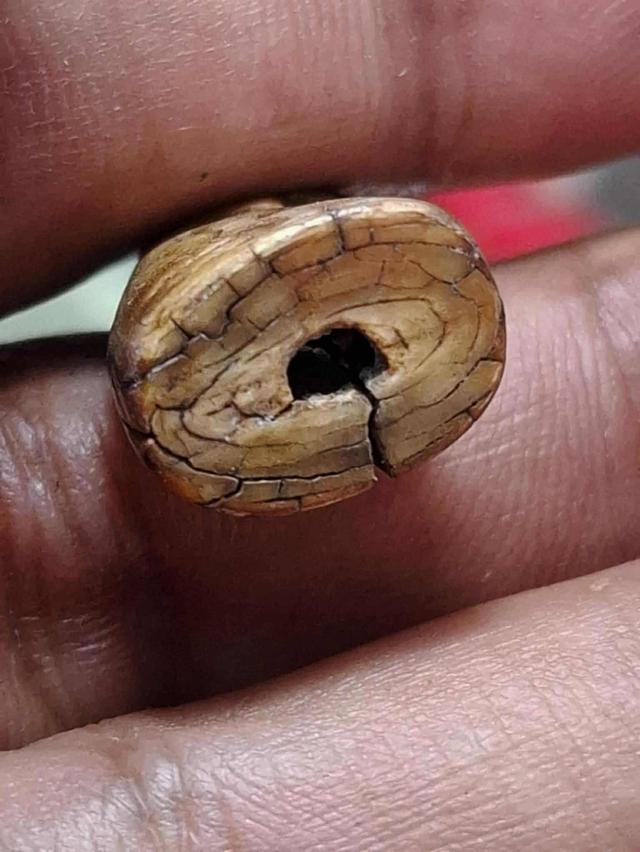 เสือ หลวงพ่อแตง วัดอ่างศิลา 6