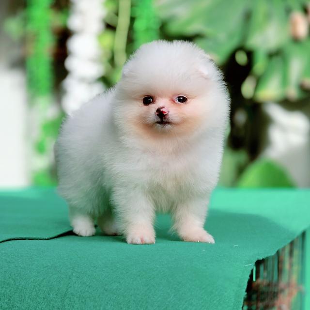 น้องกัสเบลพันธุ์ปอมสีขาวล้วนเพศเมียไซส์จิ๋ว