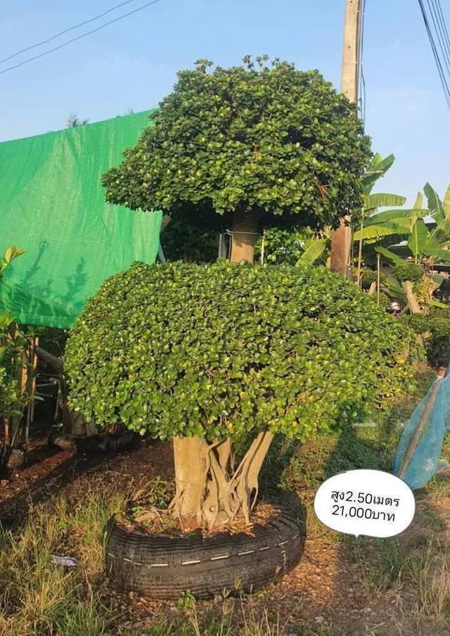 ไทรต่อยอดช้อนเงินช้อนทอง รูปที่ 2