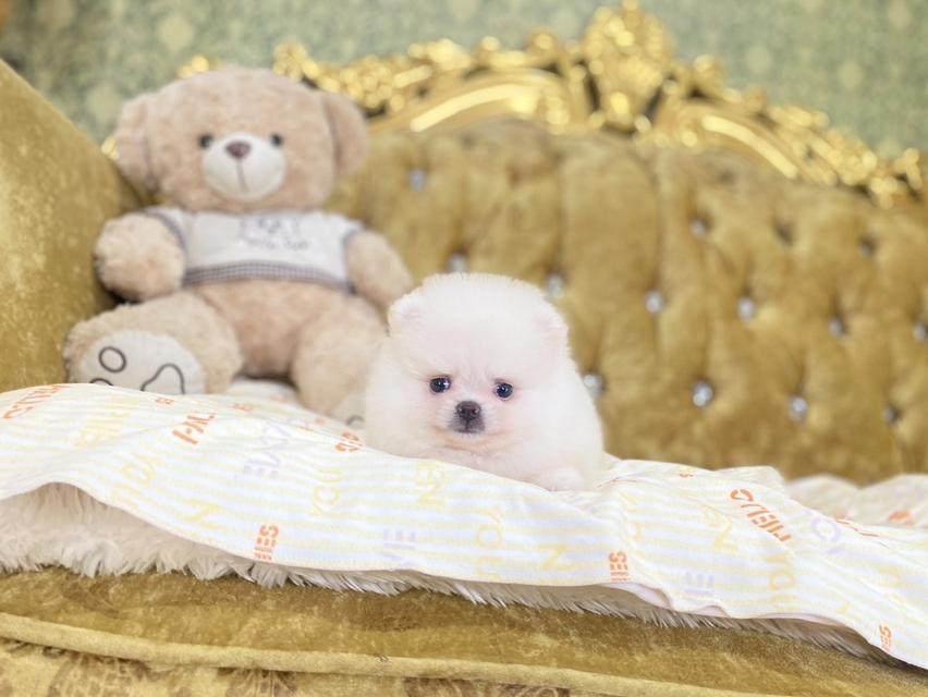 ลูกสุนัขปอมเมอเรเนียนแท้ อ้วนกลมหมี จิ๋วๆ