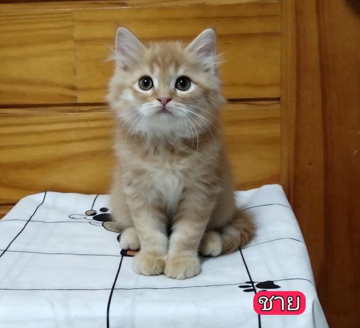 ลูกแมวเปอร์เซียลพบุรี รูปที่ 3