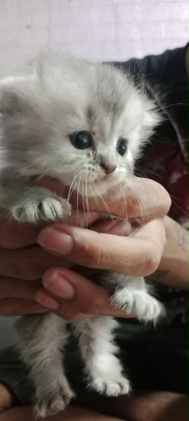 แมวเปอร์เซีย