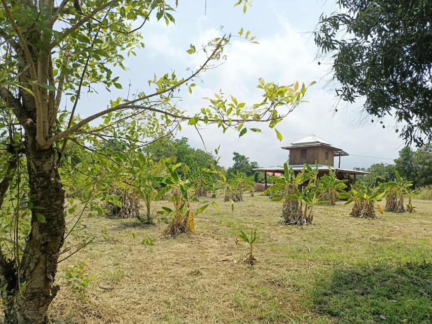 ขายบ้านพร้อมที่ดินเนื้อที่ 3 ไร่  (โฉนดที่ดิน ครุฑแดง 2 โฉนด)  13