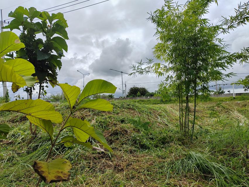 ขายที่ดินวิวสวยเชียงใหม่คันคลอง-เส้นเลี่ยงเมืองสันป่าตอง 16