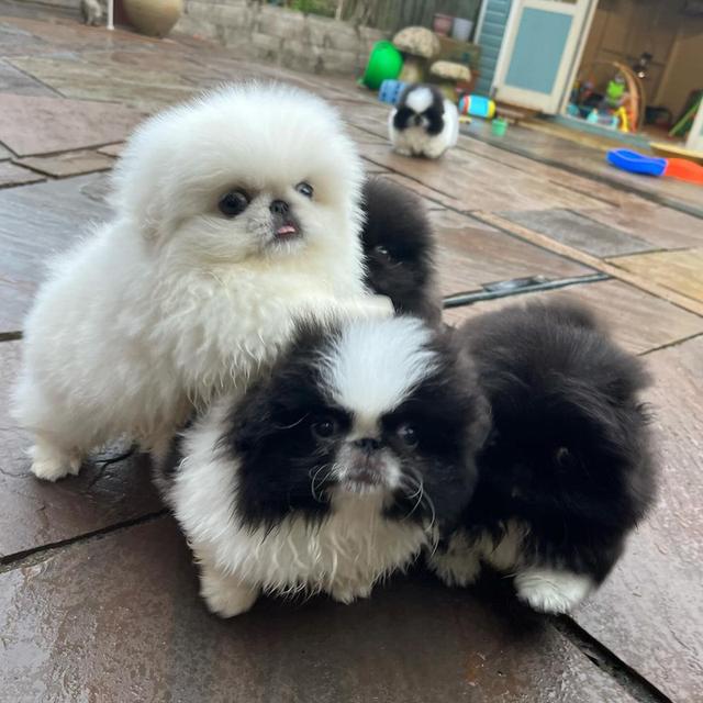 Pekingese Puppies  |  WhatsApp me : +66 63 826 3042 รูปที่ 2
