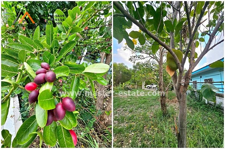 ที่ดินเปล่า 100 ตร.ว. หลักหก (ซอยเมืองเอก) พหลโยธิน 87 ที่ดินสวยทรงสี่เหลี่ยม เหมาะปลูกบ้าน อากาศดี ถนนคอนกรีต ปลูกต้นไม้หลายชนิด ราคาดีมาก 11