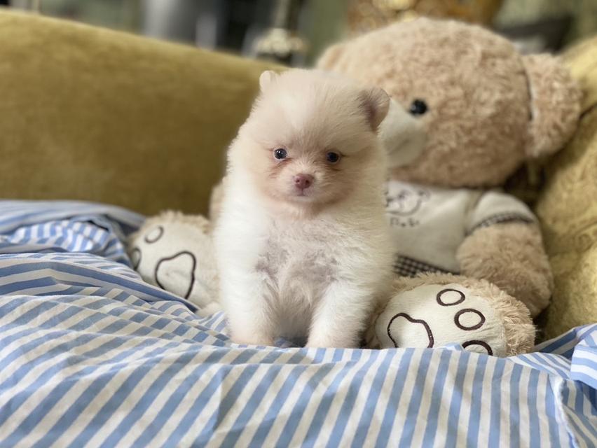 ลูกปอมแท้ อายุ2เดือน มีบริการจัดส่งถึงบ้าน 2