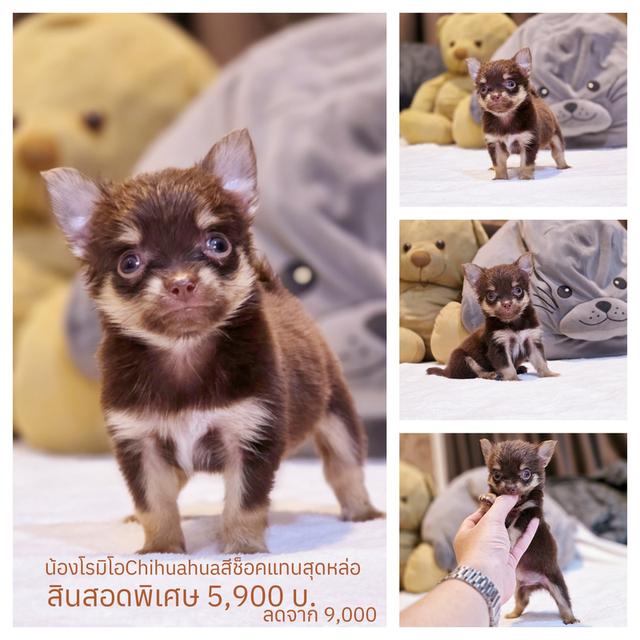 โรมิโอชิวาวาขนยาวสีช็อคไซส์จิ๋ว 7
