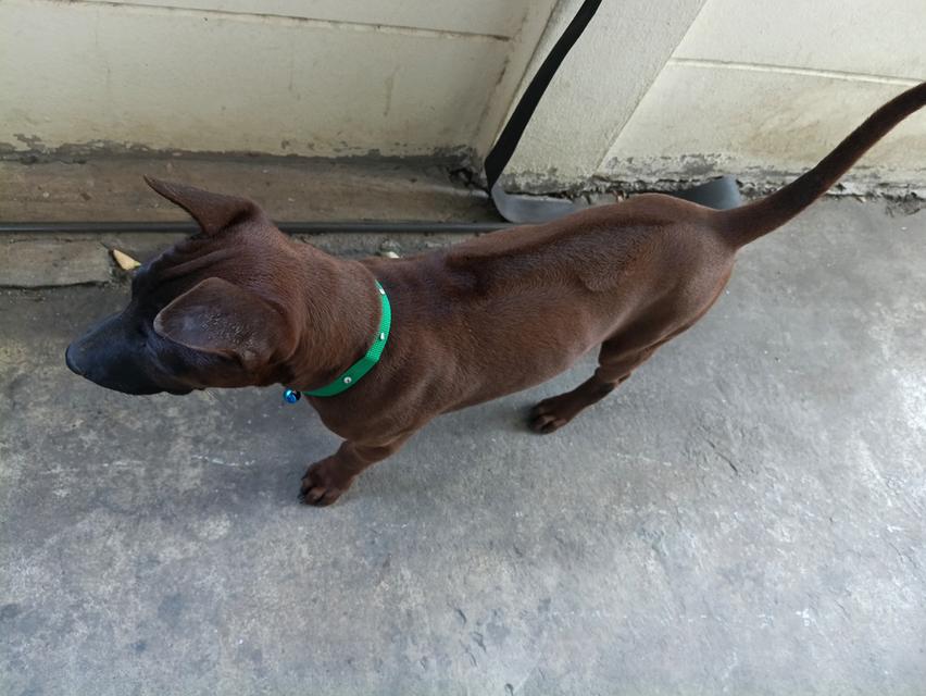 สุนัขพันธุ์ไทยหลังอาน