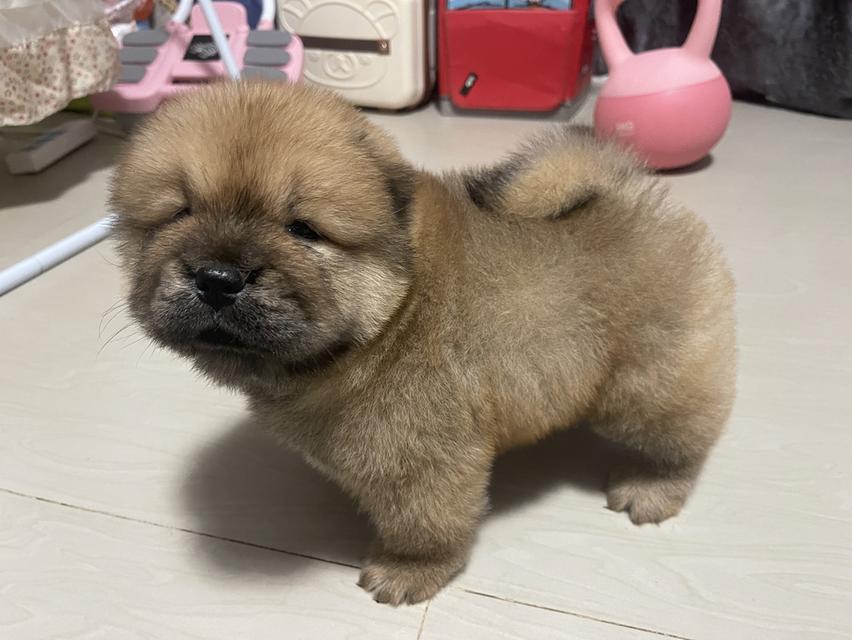 หมาเชาว์เชาว์แท้ 100% รูปที่ 5