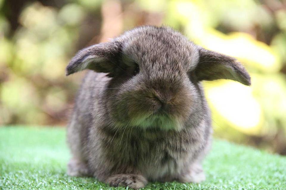 กระต่ายฮอลแลนด์ลอป (ญ) รูปที่ 4