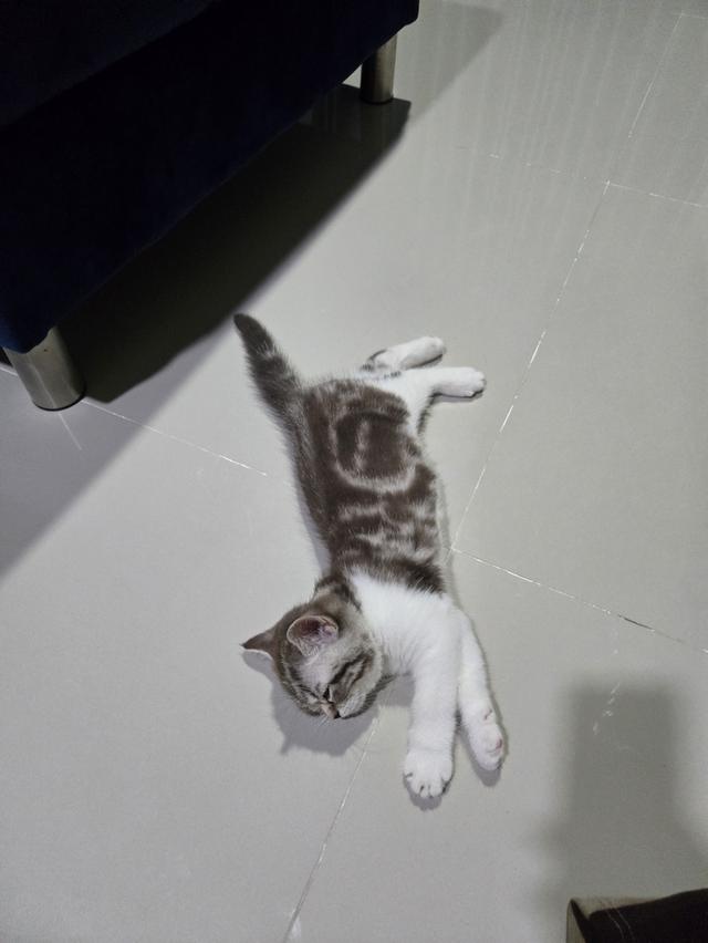 เด็กหญิง พร้อมย้าย พ่อแม่พกใบเพ็ดทั้งคู่ รูปที่ 17