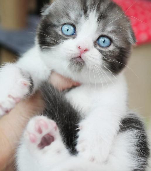 แมวสก็อตติชโฟลด์ ตาสีฟ้า  2