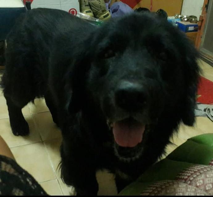 Black Golden Retriever ตัวอ้วน