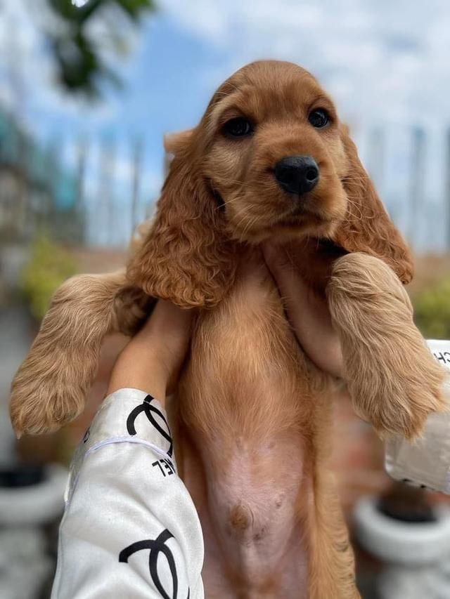 Cocker Spaniel Puppies | WhatsApp me : +66 63 826 3042