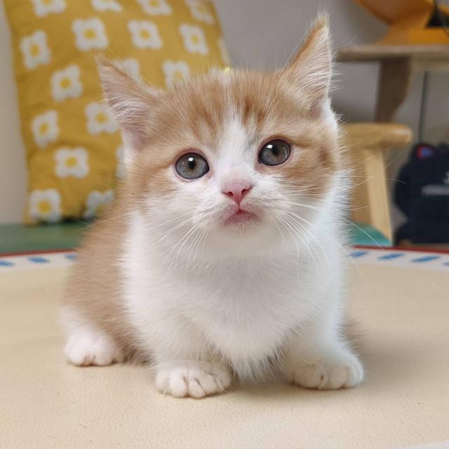 แมวมันช์กิ้น Munchkin short leg Oscat cattery chiangmai รูปย่อยที่ 4