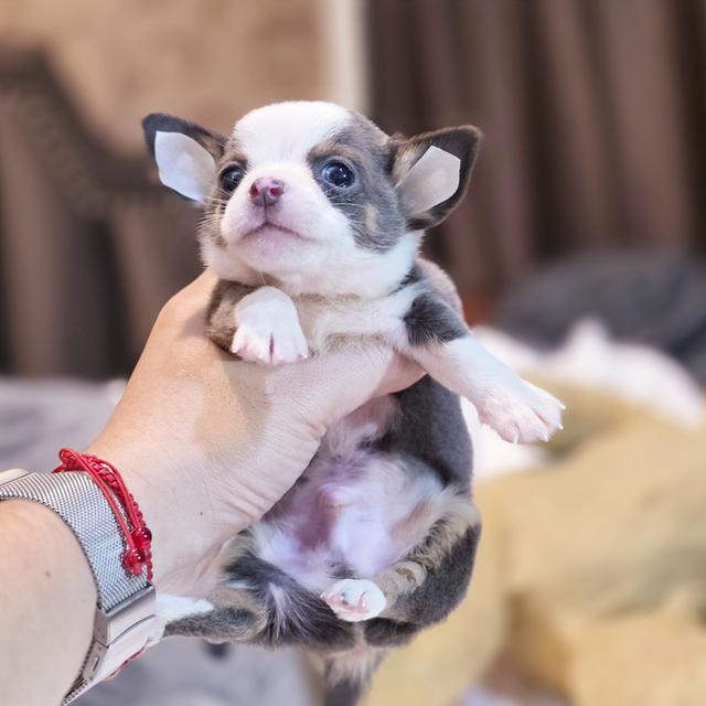 Chihuahuaขนสั้นหนุ่มหล่อน้องแฮร์รี่ตาโตขนสีเทา