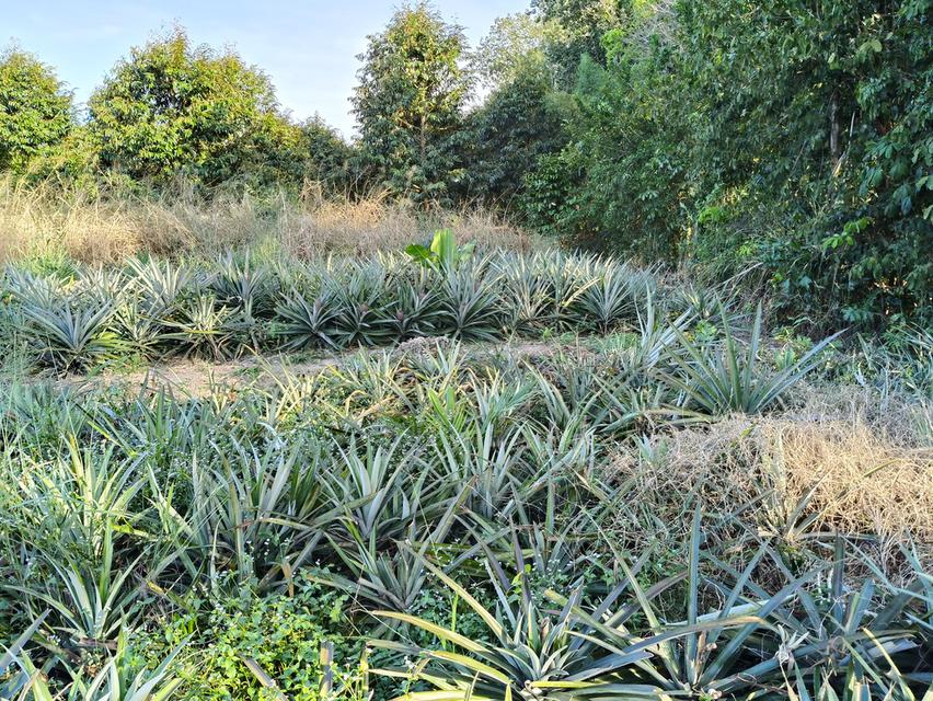 ( ด่วน )ขายที่ดิน อ.แกลง ระยอง ยกแปลง เนื้อที่ 4 ไร่ - 49.6 ตารางวา 9