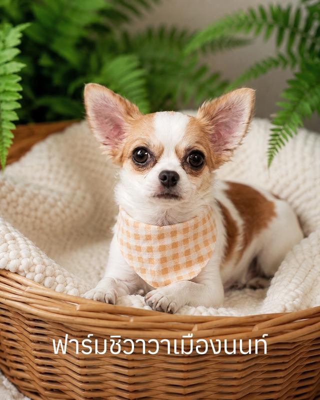 ฟาร์มชิวาวา เมืองนนท์