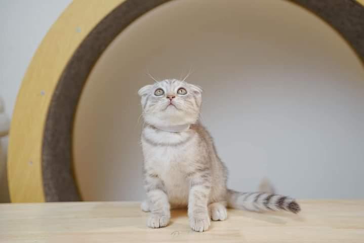 Scottish Fold