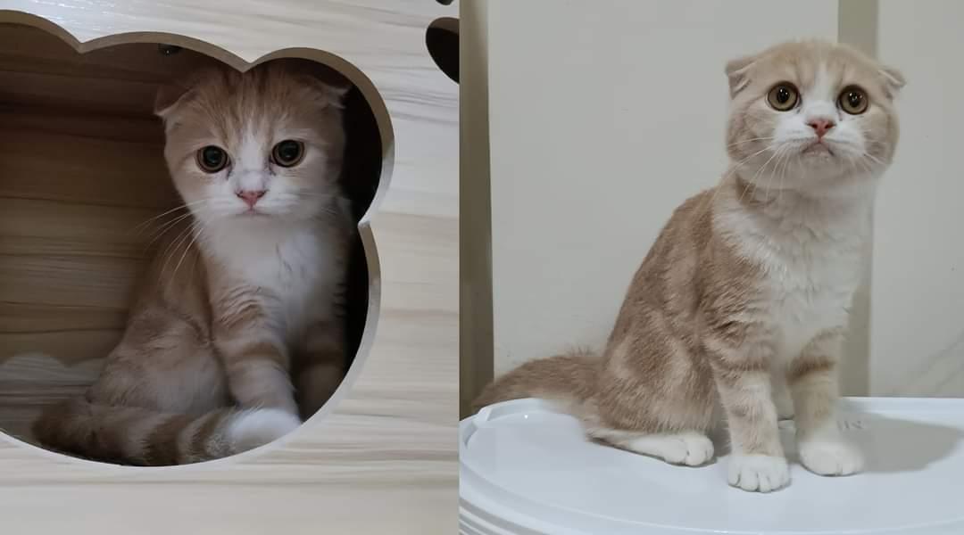 ขายน้องแมว Scottish Fold