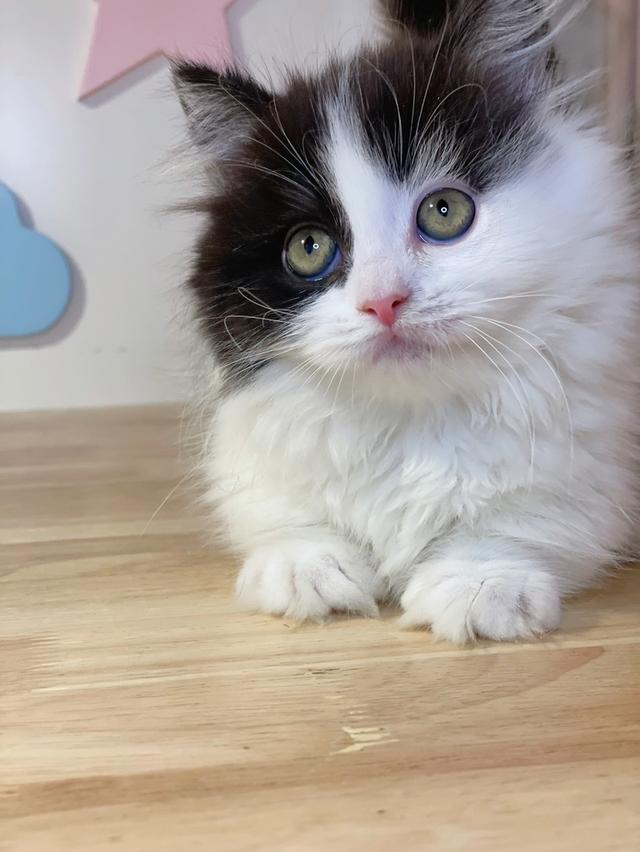 มันช์กิ้นขาสั้นพร้อมย้าย รูปที่ 4