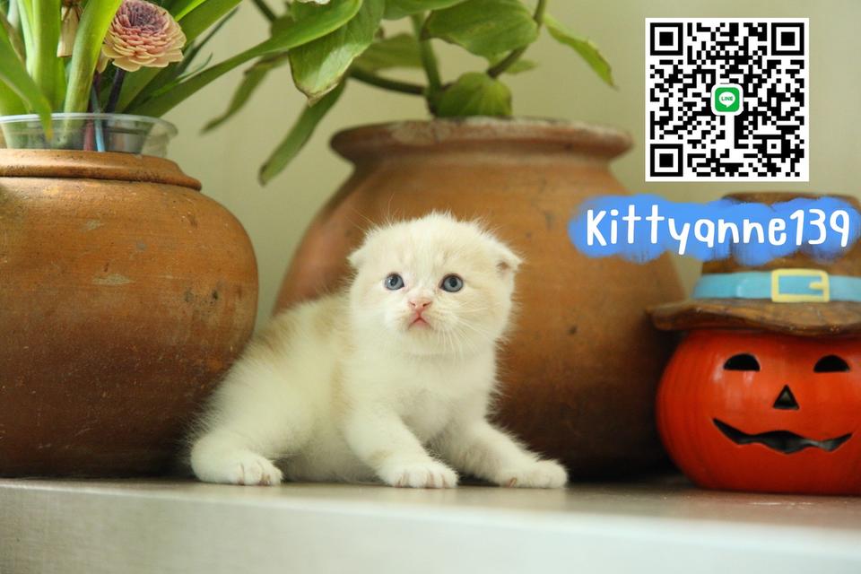 แมวสก็อตติชโฟลด์แท้พ่อพกใบwcf 3