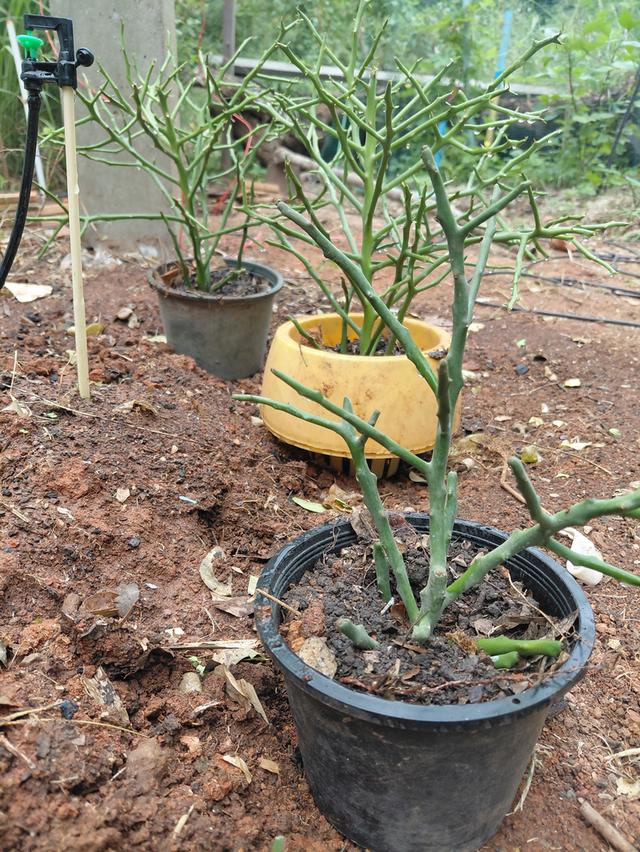 ต้นเขากวางออสเตรเลีย