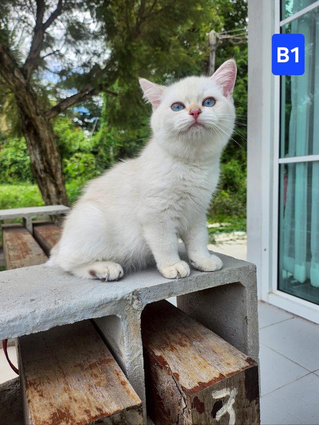 น้องบริติช 11