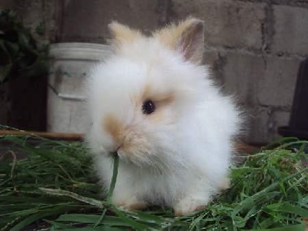 กระต่าย เจอร์ซี่ วูลลี่ 1