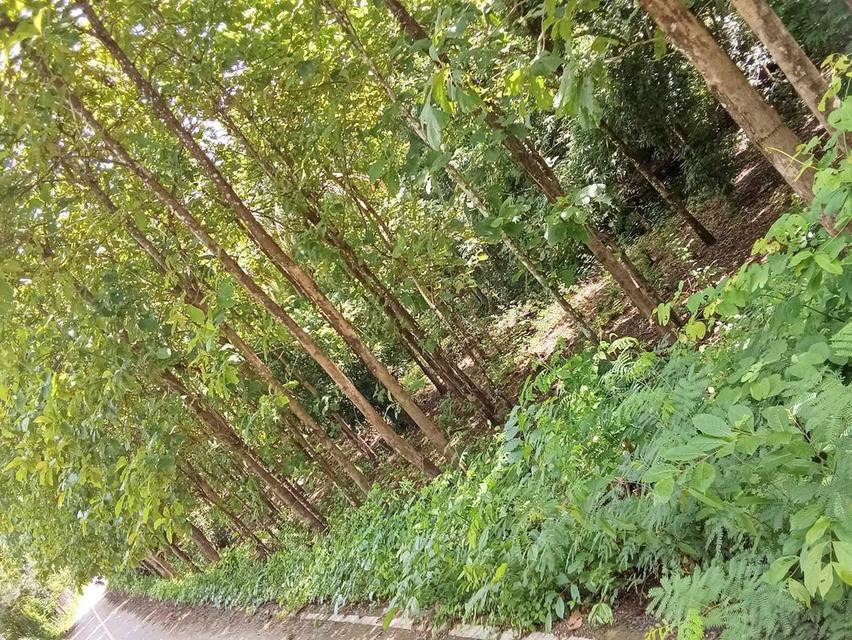 ที่ดินพร้อมสวนสัก อ.น้ำปาด จ.อุตรดิดถ์ 3